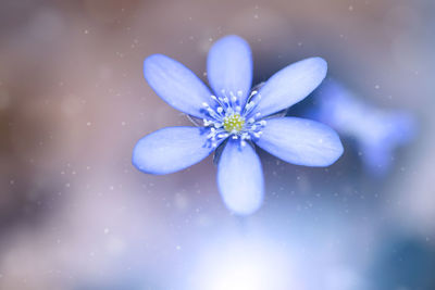 Close-up of purple flowering plant