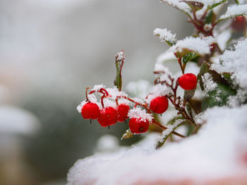 Close-up of frozen berries on plant during winter