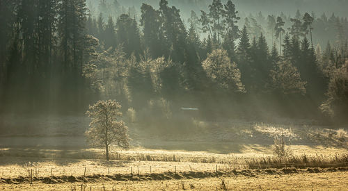 Trees on field in forest