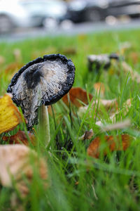 Close-up of mushroom growing on field