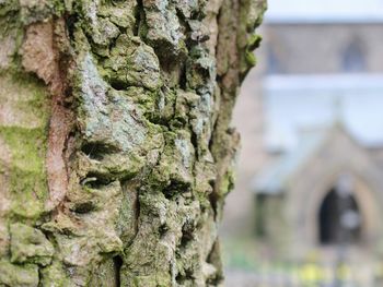 Close-up of tree trunk