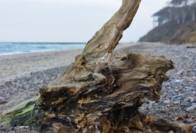 Close-up of driftwood on tree trunk at beach