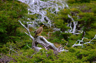 Bird flying over a land