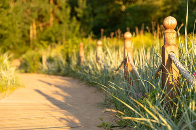 Ecological hiking trail in national park through sand dunes, beach, sedge thickets and plants.