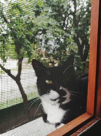 Close-up portrait of a cat behind window