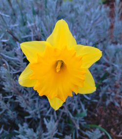 Close-up of yellow crocus flower