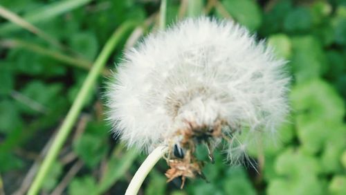 Close-up of dandelion flower