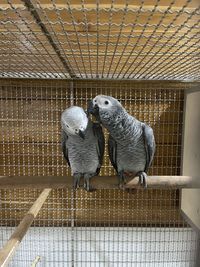 Pigeons in cage