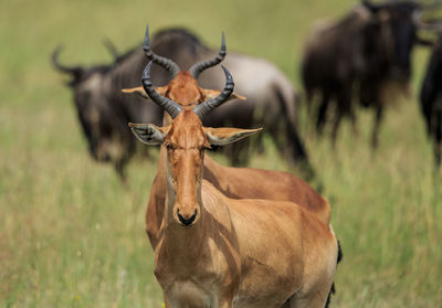 A hartebeest and it's shadow