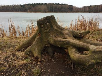 Lizard on tree by lake against sky