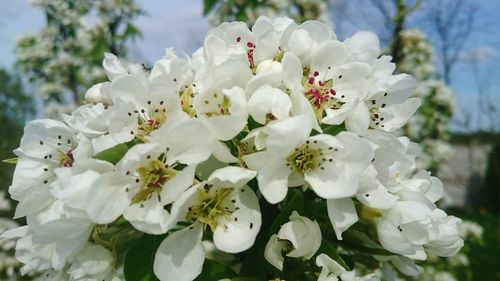 Close-up of white flowers