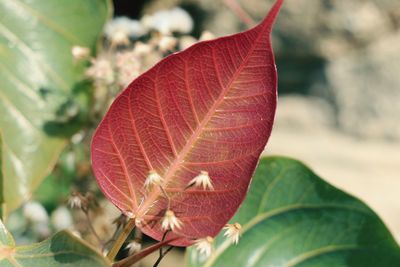 Close-up of red leaves on plant