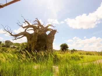 Tree on field against sky