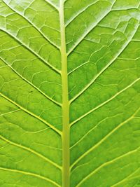 Full frame shot of leaf