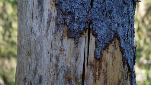 Close-up of tree trunk