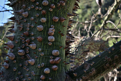 Close-up of tree trunk in forest