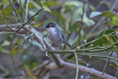 Close-up of bird perching on branch