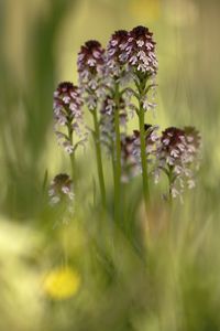 Close-up of flowering plant on field