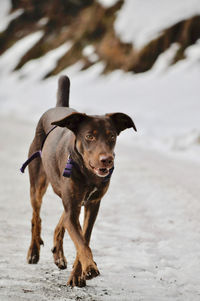 Portrait of dog walking on ice