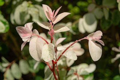 Close-up of flowering plant