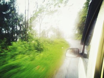 Road along trees