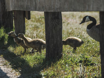 Ducks on a field