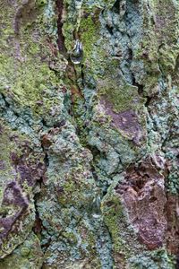 Close-up of moss growing on tree trunk