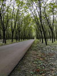 Surface level of road along trees in forest