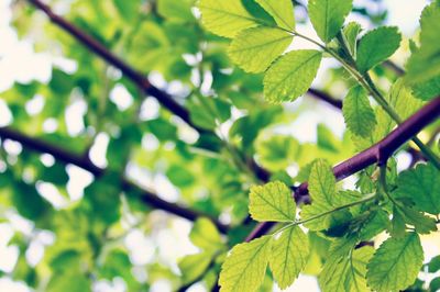 Close-up of leaves on tree