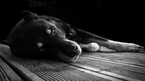 Close-up of dog lying down