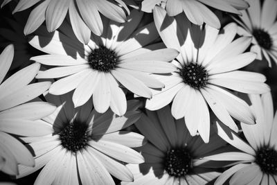 Close-up of white flowers