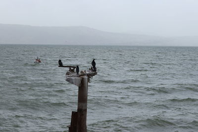 Birds perching on wooden post in sea against sky