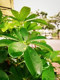 Close-up of wet plant leaves