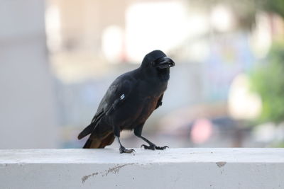 Close-up of crow bird perching on retaining wall
