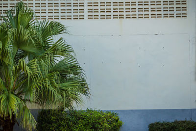 Palm tree by wall against building