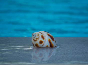 Seashell on swimming pool edge at luxury hotel in greece. summer vacation.