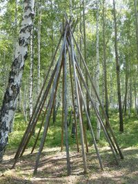 View of trees in forest