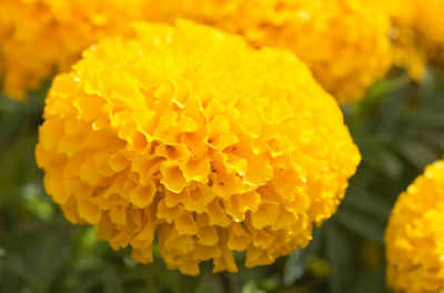 Close-up of yellow marigold flower