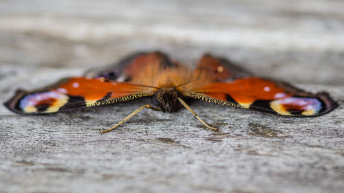 Close-up of insect