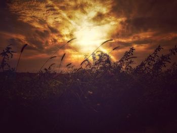 Silhouette plants on field against dramatic sky during sunset