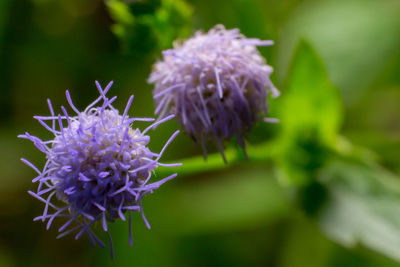 Close-up of purple flowering plant