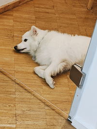 High angle view of a dog lying down on floor