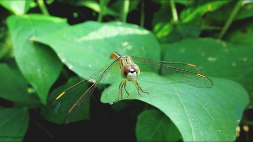 Close-up of damselfly on plant