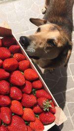 High angle view of strawberries in plate