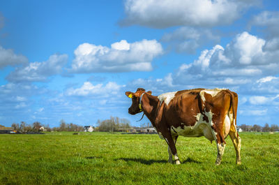 Cow grazing on field against sky