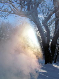 Low angle view of snow covered trees