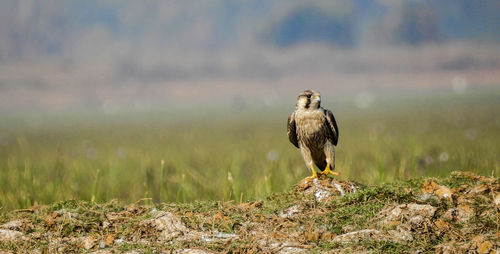 Close-up of bird perching on field