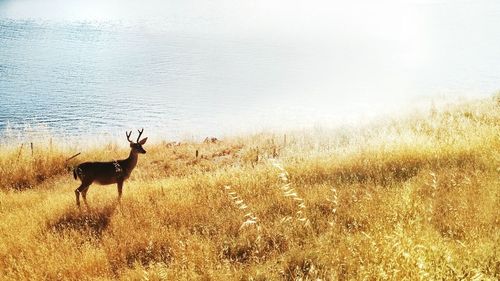 Deer on riverbank during sunny day