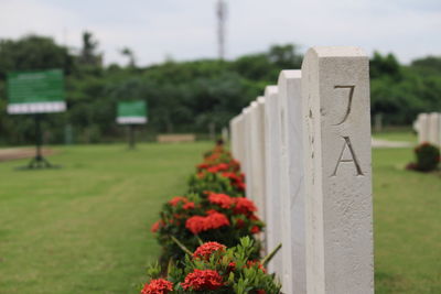 Close-up of flowering plant at cemetery