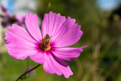 Close-up of bee pollinating flower